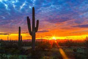 Saguaro sunset-6229.jpg